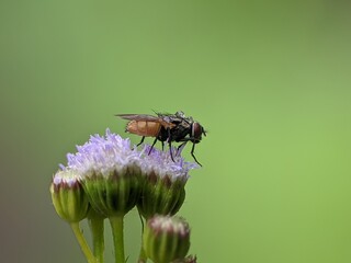 flies perched on Ageratum conyzoides flowers with blur background