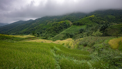 Obraz premium Landscape with green and yellow rice terraced fields and cloudy sky in North Vietnam