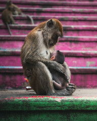 A mother monkey takes care of her child