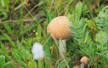 Inedilble wild mushroom growing in grassland