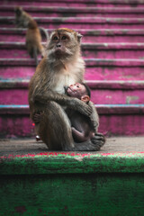A mother monkey gently taking care of her baby