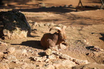 Wild Rocky Mountain Bighorn Sheep in canyon lying on the ground, wild animals, wild nature