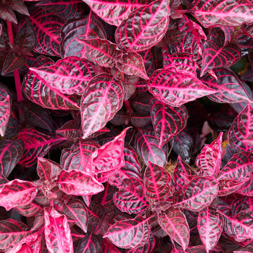 Iresine herbstii | Herbst's bloodleaf or chicken gizzard plant, ornamental shrub with spectacular purple-red oval foliage adorned of hot-pink midribs and veins