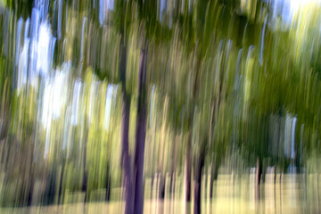 forest landscape shot with panning technique. motion blur.