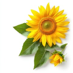 Obraz premium Vibrant yellow sunflower with green leaves, isolated on a white background