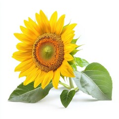 Obraz premium Vibrant yellow sunflower with green leaves, isolated on a white background