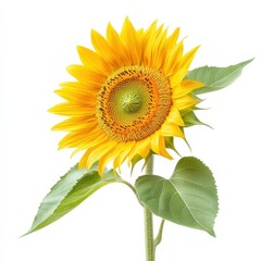 Obraz premium Vibrant yellow sunflower with green leaves, isolated on a white background