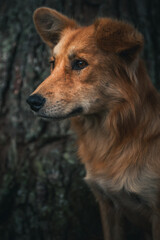 Close up of a ginger dog relaxing in the woodland