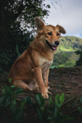 A brown dog relaxing on the side of a mountain