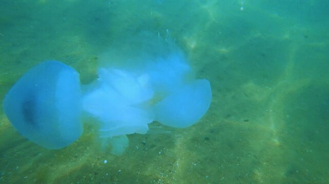 Jellyfish Rootlet in the sea. A large blue jellyfish with a large cap with a dark blue border and tentacles swims in the sea. A marine inhabitant. The most dangerous jellyfish of the Black Sea. 4К