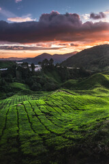 A beautiful sunrise over the tea plantations of Cameron Highlands