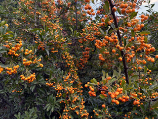 Wild shrub of sea buckthorn with yellow berries