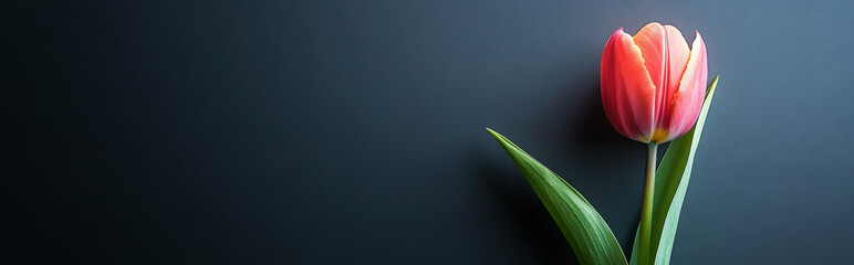 Naklejka premium tulip with soft, subtle colours on a charcoal gray background, with a minimalist aesthetic and ample space for copy