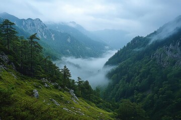 Obraz premium Fog rolling through a mountain pass, foggy weather, mysterious and silent