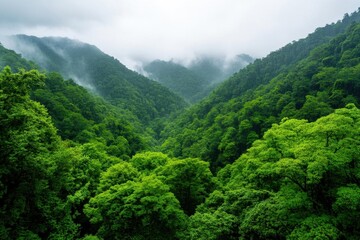 Obraz premium Gentle rain falling on a lush green forest, peaceful weather, nature's tranquility