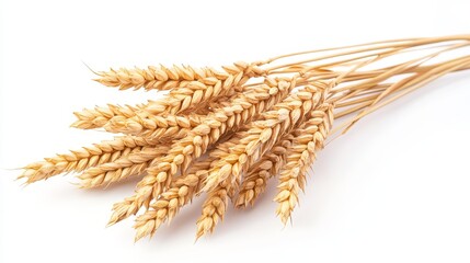 Wheat ears isolated on a white backdrop are ideal for product packaging. The clipping path helps with image manipulation.