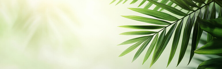 Fototapeta premium abstract palm leaf design on a subtle gradient background, with ample space for text