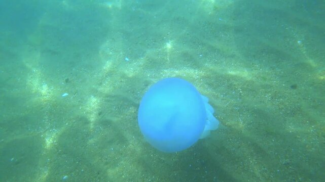 Jellyfish Rootlet in the sea. A large blue jellyfish with a large cap with a dark blue border and tentacles swims in the sea. A marine inhabitant. The most dangerous jellyfish of the Black Sea. 4К