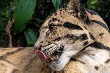 A clouded leopard, Neofelis nebulosa
