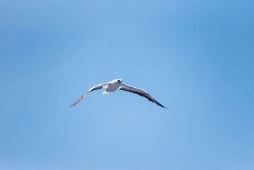 Obraz premium Seabird Masked, Blue-faced Booby (Sula dactylatra) flying over the blue, calm ocean. Seabird is hunting for flying fish jumping out of the water.