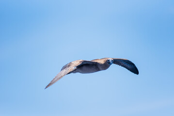 Seabird Masked, Blue-faced Booby (Sula dactylatra) flying over the blue, calm ocean. Seabird is hunting for flying fish jumping out of the water.