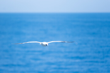 Seabird Masked, Blue-faced Booby (Sula dactylatra) flying over the blue, calm ocean. Seabird is hunting for flying fish jumping out of the water.
