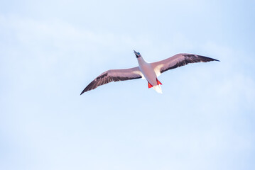 Obraz premium Seabird Masked, Blue-faced Booby (Sula dactylatra) flying over the blue, calm ocean. Seabird is hunting for flying fish jumping out of the water.