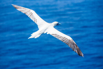 Seabird Masked, Blue-faced Booby (Sula dactylatra) flying over the blue, calm ocean. Seabird is hunting for flying fish jumping out of the water.