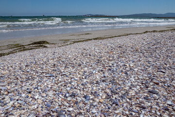 Beautiful beach with many sea shells on the sand and waves in horizon background. Variety of blue beige white shells of clams cockles mussel rapana and pebbles. Natural scene, exotic relax summer mood