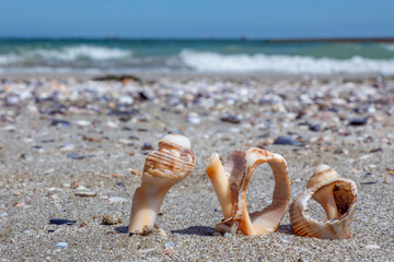 Closeup three shells of rapana venosa (rapa, sea snail, mollusc, conchifera) on beige sand on the...
