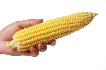 Hand Holding Fresh Sweet Corn on the Cob Isolated on White Background