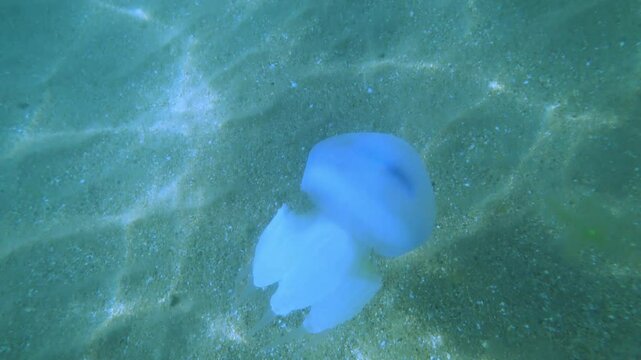 Jellyfish Rootlet in the sea. A large blue jellyfish with a large cap with a dark blue border and tentacles swims in the sea. A marine inhabitant. The most dangerous jellyfish of the Black Sea. 4К