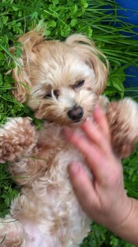 person with a dog. Petting a dog. Joyful dog is being gently cuddled by its owner in the green garden. Dog go with looks incredibly happy and relaxed. Affectionate moment with a cute pet and his human