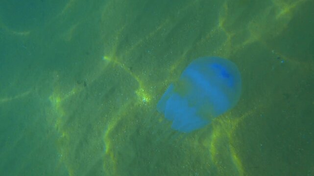 Jellyfish Rootlet in the sea. A large blue jellyfish with a large cap with a dark blue border and tentacles swims in the sea. A marine inhabitant. The most dangerous jellyfish of the Black Sea. 4К