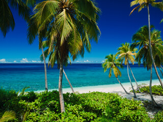 Tropical Maldives beach with palm trees on island. Travel vacation concept.