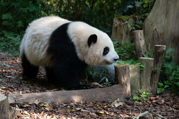 Close up Fluffy Panda, He Hua , Chengdu . China