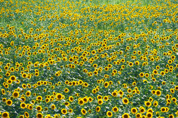 sunflower field and summer nature, beautiful sunny landscape