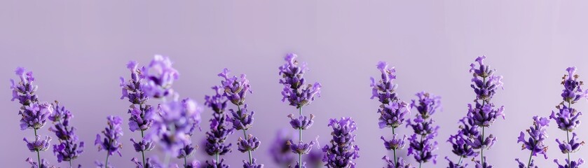 Obraz premium A smooth lavender backdrop creates a peaceful and soothing environment for highlighting products or items in the forefront.