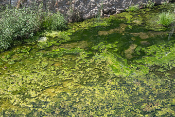 Moss, lichen and grass in a polluted stream. moss in a puddle.