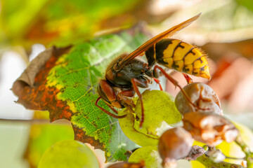 Szerszeń jedzący winogron © Piotr