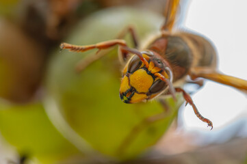 Szerszeń jedzący winogron