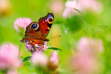Motyl na koniczynie © Piotr