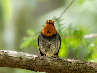 森の中の木陰で枝に留まって静かに周りを見渡しているコマドリの雄