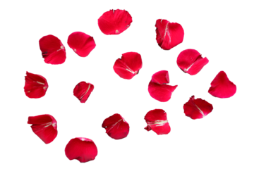 Red Rose petals. Set of red flower petals. simple red petals collection.