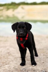 a black puppy explores the surroundings of a flooded quarry