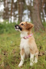 an adopted puppy is on a walk in forest