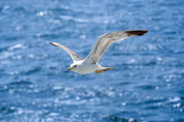 Seagull flying alone in blue sky looking at camera