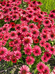 Narrow-leaved purple coneflower
