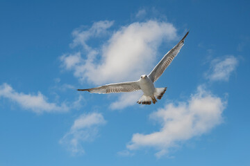 Seagull flying alone in blue sky looking at camera