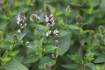 Mentha Piperita. Peppermint leaves and delicate flowers.